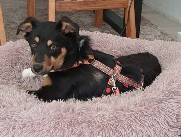 Tiana in 33154 Salzkotten *vermittelt* – Bild 6