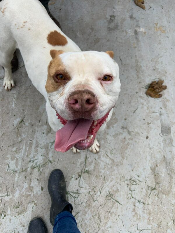 ROCKIE -RBB 07/23 – Bild 4