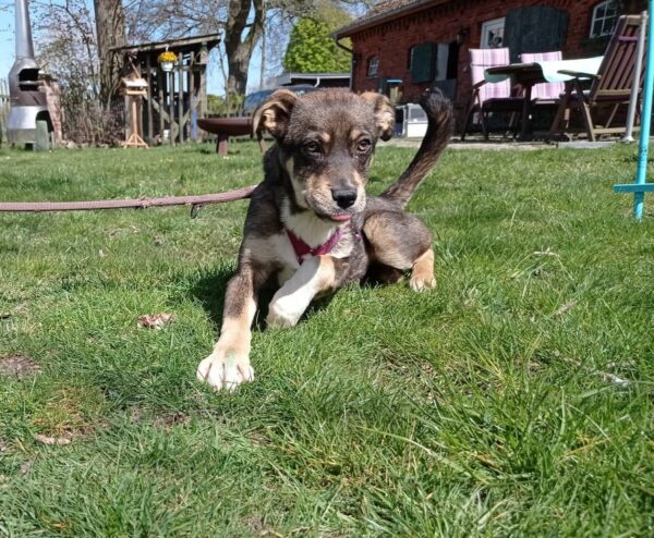Joanna in 27299 Etelsen - vermittelt – Bild 2