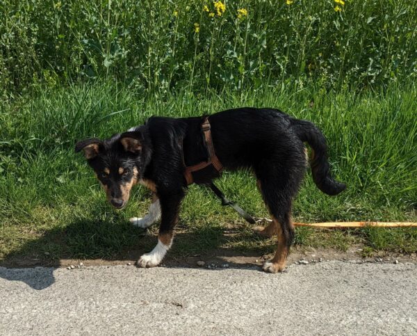 Tiana in 33154 Salzkotten *vermittelt* – Bild 4