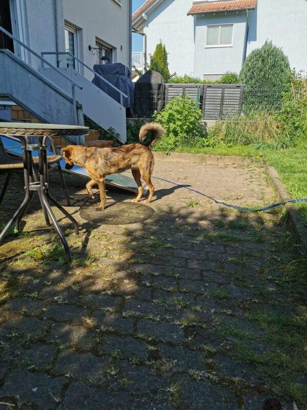 Shiva in 63773 Goldbach *vermittelt* – Bild 9