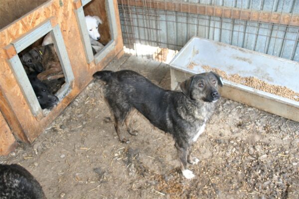 TILLY - reserviert Tierhilfe Lebenswert DR (10.08.) - vermittelt – Bild 6