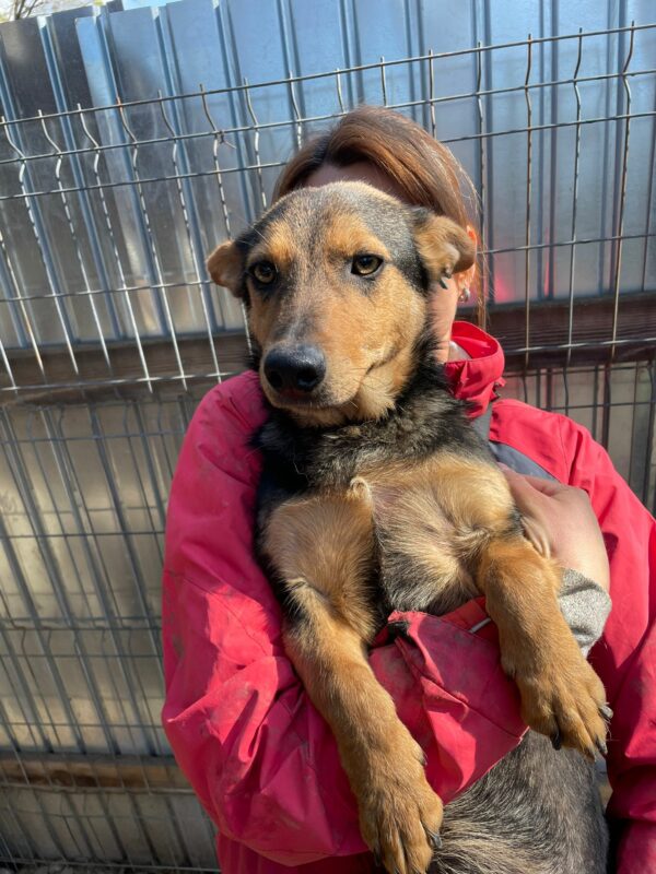 ACE - reserviert Tierhilfe Lebenswert DR (19.08.) - vermittelt – Bild 3