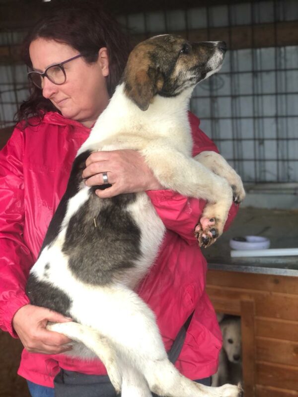 ROSCOE (♂) – Bild 21