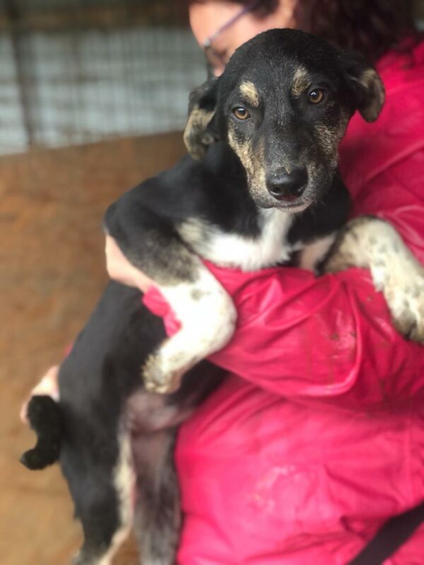 GYPSIE - reserviert Tierhilfe Lebenswert DR (27.08.) - vermittelt – Bild 5