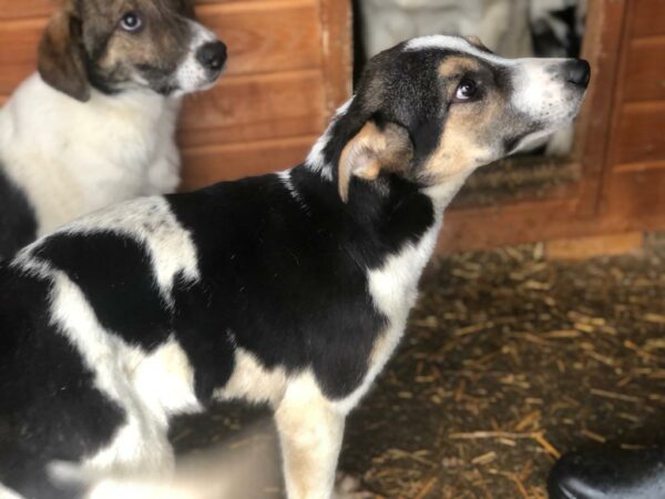 LEYA - reserviert für Tierhilfe Lebenswert vermittelt – Bild 3