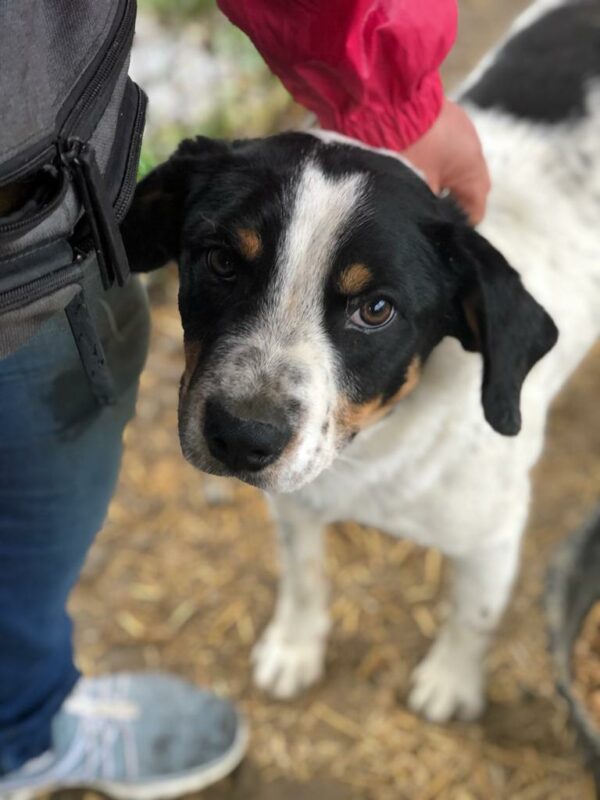 TUCKER reserviert (Betty 14/09) vermittelt – Bild 3