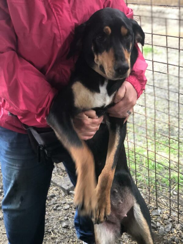 DRAGANA - reserviert Anna vermittelt – Bild 3