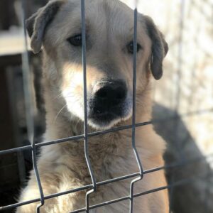 CALIN - vermisst 04/2023