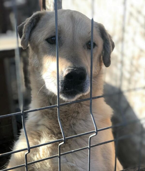 CALIN - vermisst 04/2023