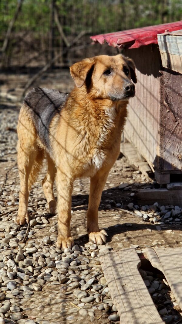 LEONORA (♀) – Bild 7
