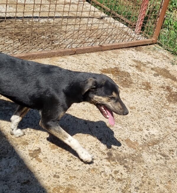 GYPSIE - reserviert Tierhilfe Lebenswert DR (27.08.) - vermittelt – Bild 4