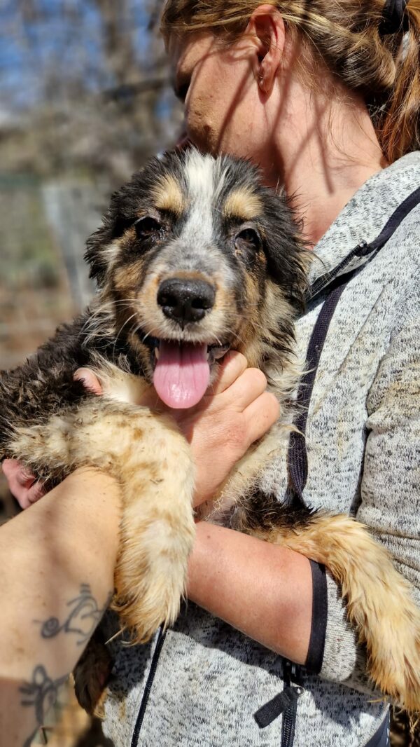 CHESMA - reserviert Second Chance Dogs vermittelt – Bild 3