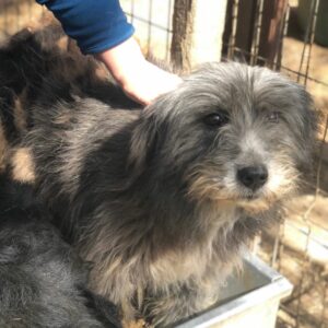 TANITA - reserviert Second Chance Dogs vermittelt