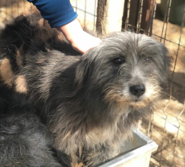 TANITA - reserviert Second Chance Dogs vermittelt