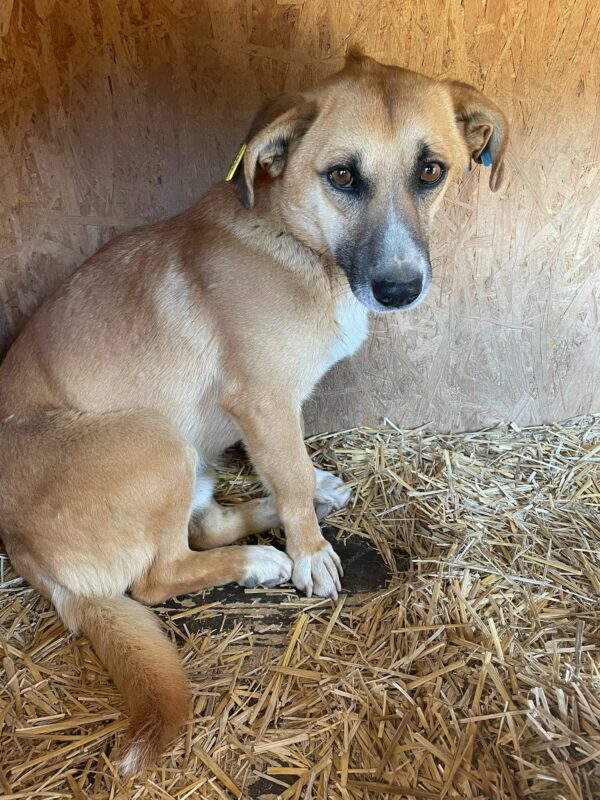 ANGELO - reserviert Tierhilfe Lebenswert DR (02.08.) - vermittelt – Bild 3