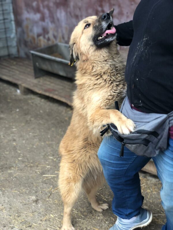HEIDI - reserviert IH DR (22.04.) - vermittelt – Bild 3