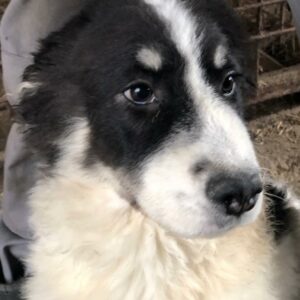 SUKARO - reserviert Hundescheune Fläming vermittelt