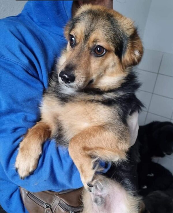 RILEY - reserviert TST Rösrath vermittelt – Bild 6