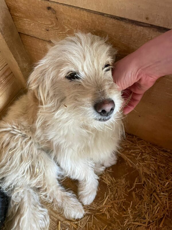 MIKE - reserviert Tierhilfe Lebenswert DR (08.04.) – Bild 3
