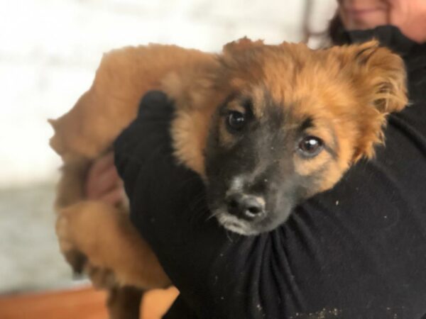 DROPPY - reserviert Tierhilfe Lebenswert DR (10.05.) - vermittelt