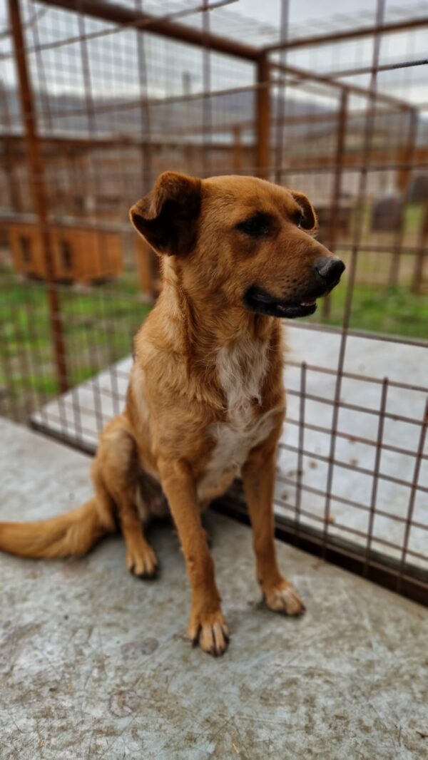 CHOUCHOU - reserviert Sarah - vermittelt – Bild 3