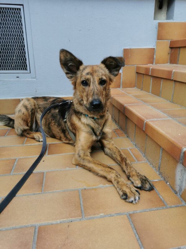 Shiva in 63773 Goldbach *vermittelt* – Bild 21