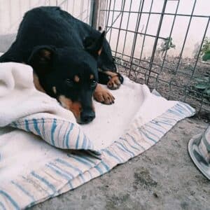 ETTEL - med. + seel. Notfall im Shelter -  auf PDR PS als Gnadenplatzhund