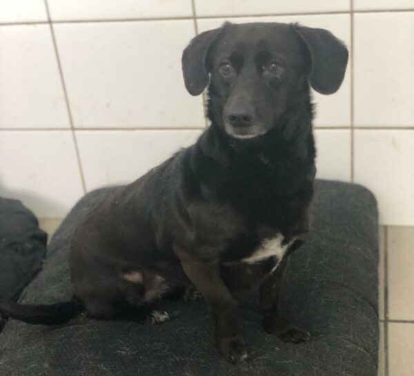 JAMINA - reserviert Tierhilfe Lebenswert DR (23.04.) - vermittelt – Bild 4