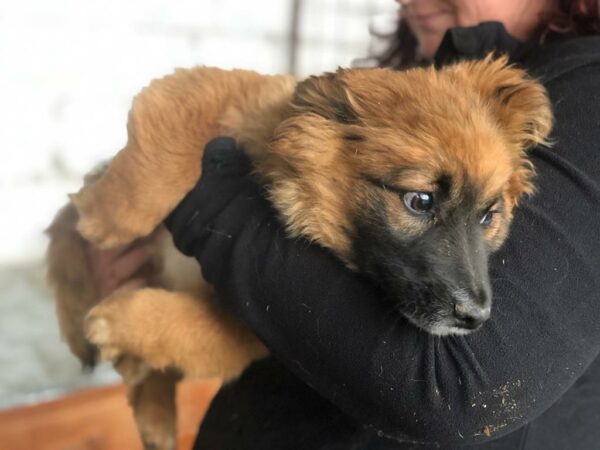 DROPPY - reserviert Tierhilfe Lebenswert DR (10.05.) - vermittelt – Bild 3
