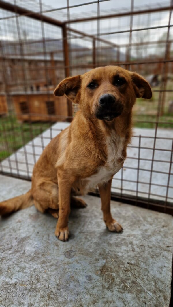 CHOUCHOU - reserviert Sarah - vermittelt – Bild 4