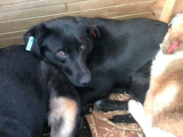 SHAWNEE - reserviert Betty - vermittelt – Bild 5