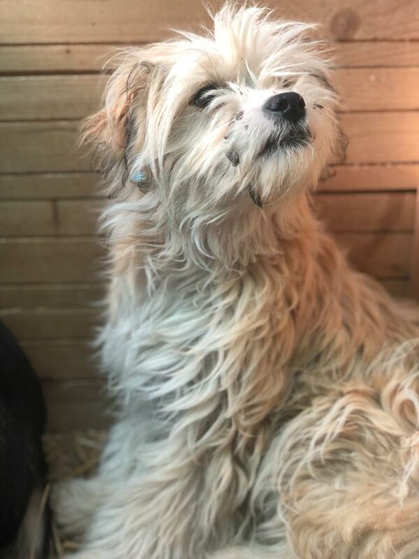 MISTY - reserviert Hundescheune vermittelt – Bild 2