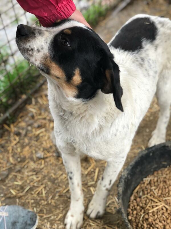 TUCKER reserviert (Betty 14/09) vermittelt – Bild 5