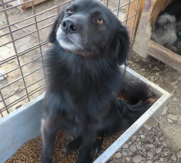 ATHENA - reserviert Tierhilfe Lebenswert DR 29.03. - vermittelt – Bild 2