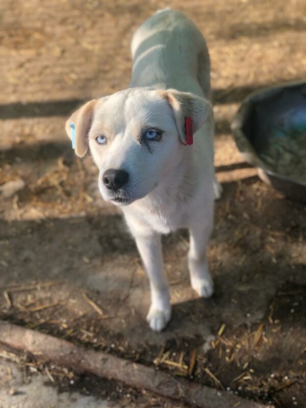 BLUE EYES - reserviert MfTL vermittelt – Bild 7