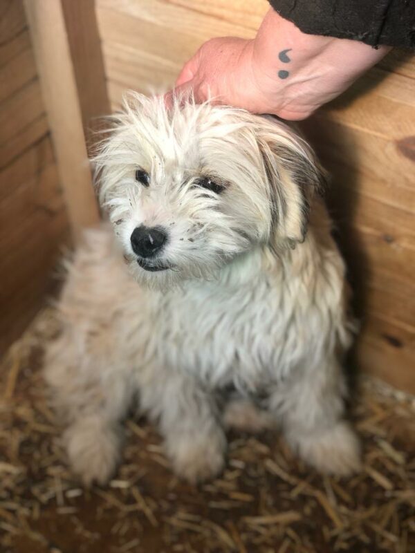 MISTY - reserviert Hundescheune vermittelt – Bild 3