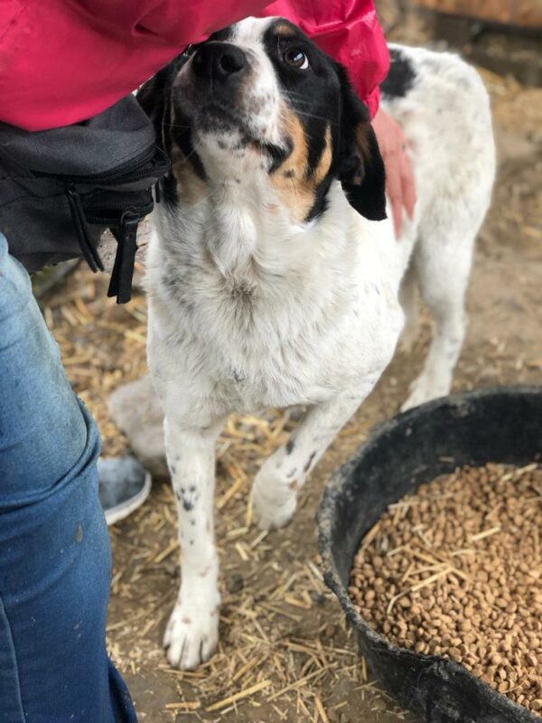 TUCKER reserviert (Betty 14/09) vermittelt – Bild 4
