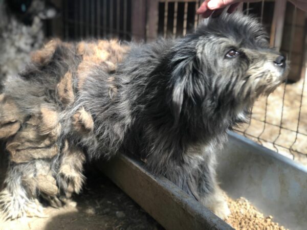 TANITA - reserviert Second Chance Dogs vermittelt – Bild 3
