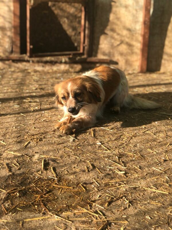 BABETTE - reserviert JW vermittelt – Bild 6