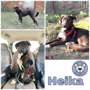 Heika in 17209 Eldetal *vermittelt*