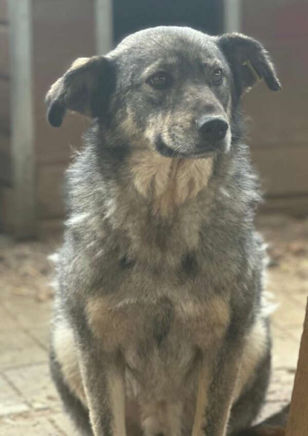 BALBOA (♂) – Bild 2