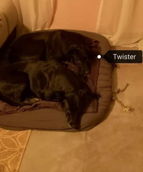 Twister in 55291 Saulheim *vermittelt* – Bild 4