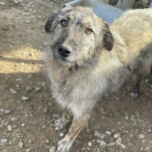 BRIT - reserviert für Tierhilfe Lebenswert vermittelt