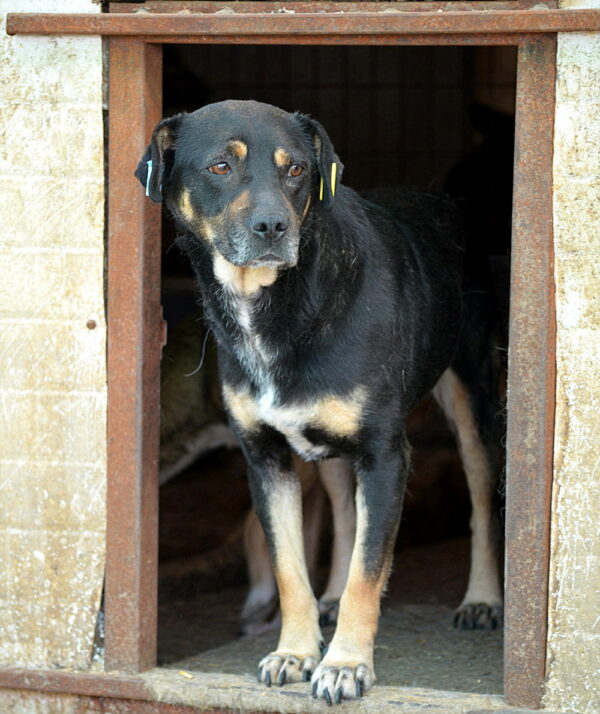 LALITA (♀) - seit mind. 2022 im Shelter – Bild 8