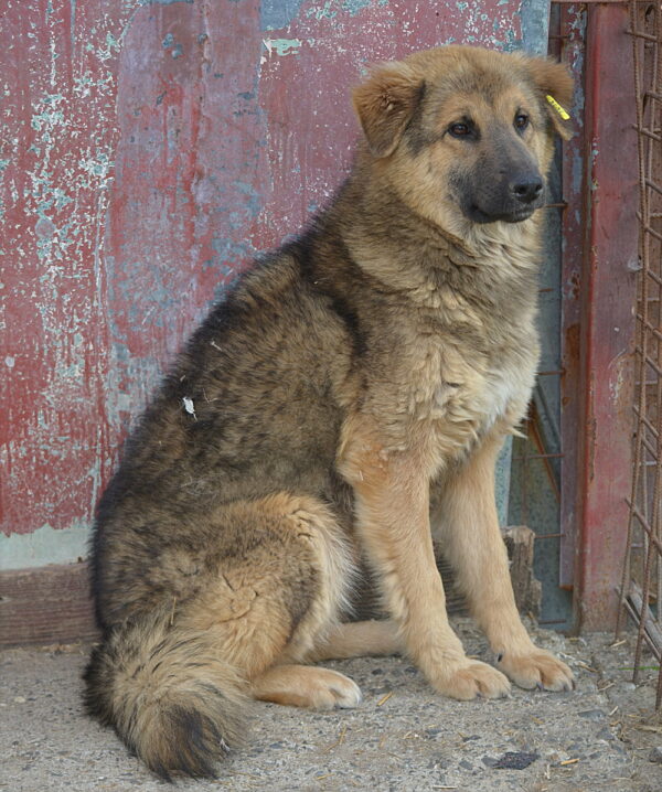 SALLY - reserviert Tierhilfe Lebenswert DR (19.06.) - vermittelt – Bild 2