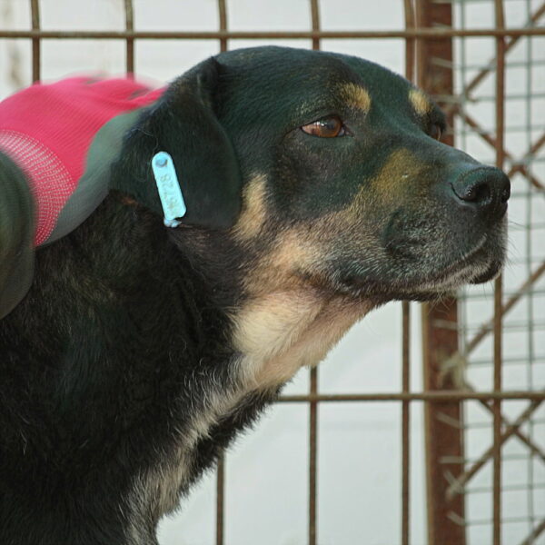 LALITA (♀) - seit mind. 2022 im Shelter – Bild 11