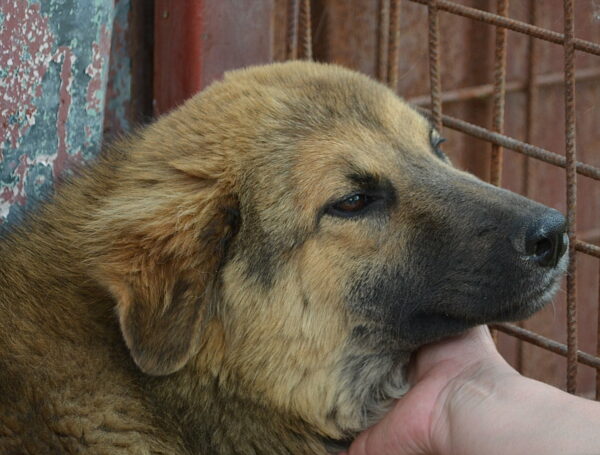 SALLY - reserviert Tierhilfe Lebenswert DR (19.06.) - vermittelt – Bild 3