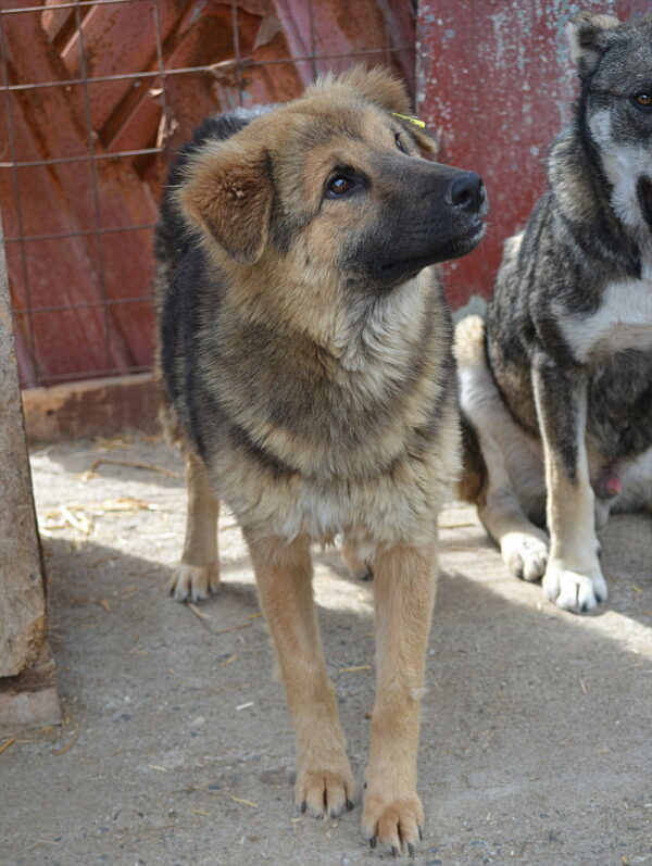 SALLY - reserviert Tierhilfe Lebenswert DR (19.06.) - vermittelt – Bild 4