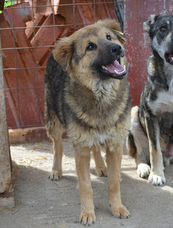 SALLY - reserviert Tierhilfe Lebenswert DR (19.06.) - vermittelt – Bild 5